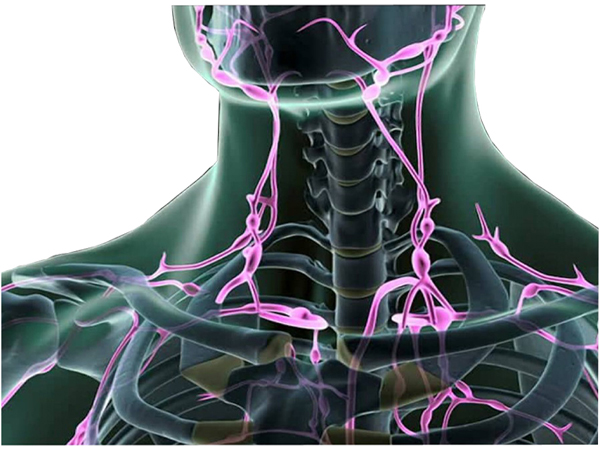 лимфни възли, лимфатична система, лимфа, дистония, прочистване, система , система, възли